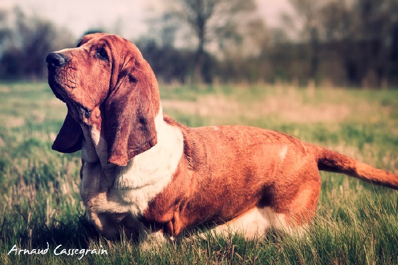 Fantasy (Sans Affixe)