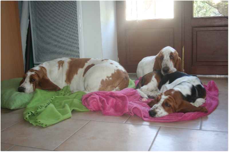 août 2011 les hounds avec les vacanciers belges