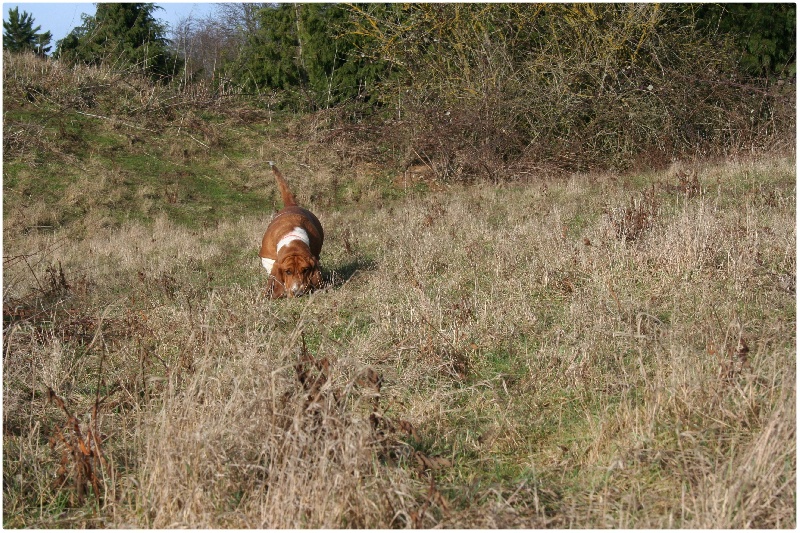chasse